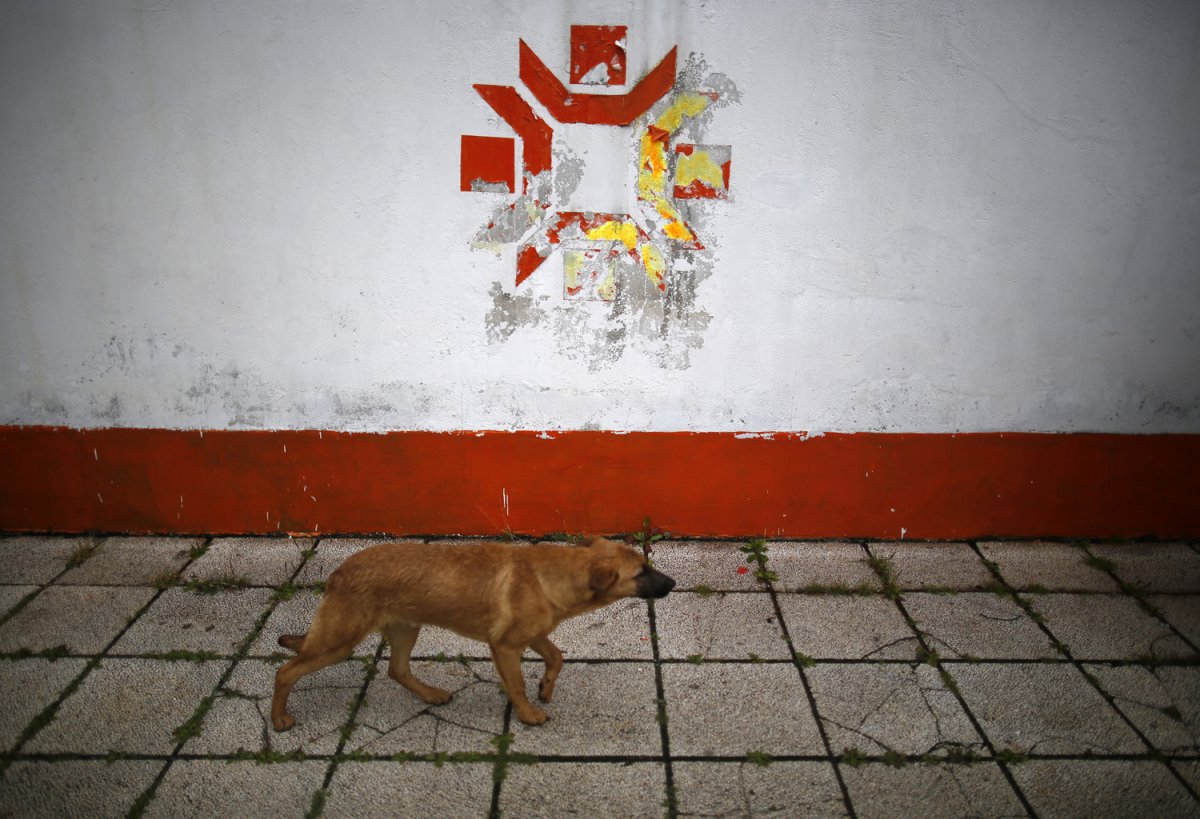 11 - A dog walks past the Kosovo Stadium where the opening ceremonies were held