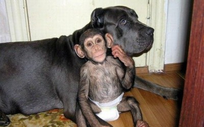 How One Awesome Dog Adopted an Orphaned Chimpanzee