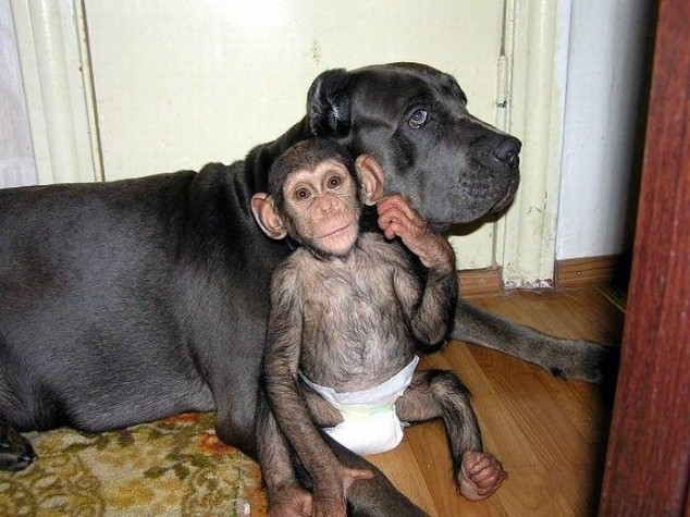 How One Awesome Dog Adopted an Orphaned Chimpanzee