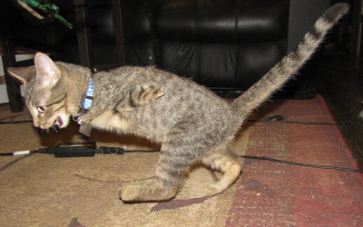 Mercury, The Tenacious T-Rex Kitty. SO CUTE