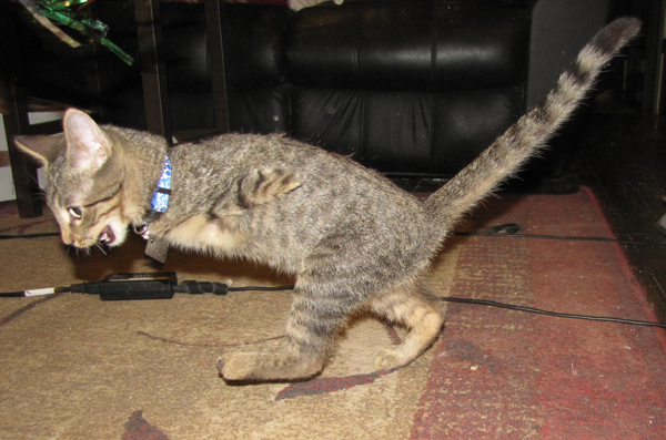 Mercury, The Tenacious T-Rex Kitty. SO CUTE