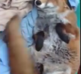 You’ll Never Guess Why This Fox Is…Wagging Her Tail?