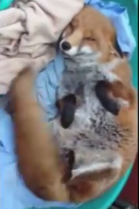 You’ll Never Guess Why This Fox Is…Wagging Her Tail?