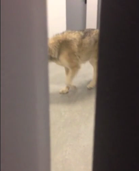 U.S. Olympian: “There’s a Wolf in The Hallway” #SochiFail
