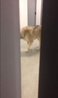 U.S. Olympian: “There’s a Wolf in The Hallway” #SochiFail