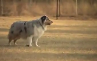 This Dog Just Isn’t Cut Out For Tricks – And She’s Not Shy About It