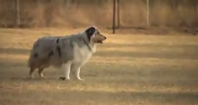This Dog Just Isn’t Cut Out For Tricks – And She’s Not Shy About It