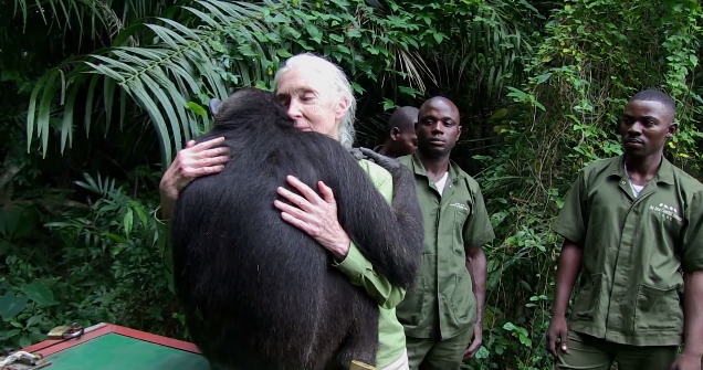 You Won’t Believe This Chimp’s Reaction To Being Set Free