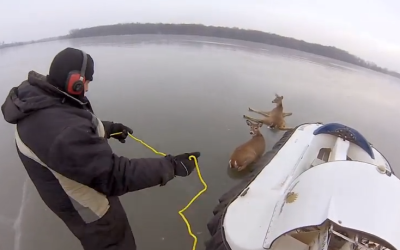 Incredible Video Shows How Two Stranded Deer Escaped an Iced Over Lake