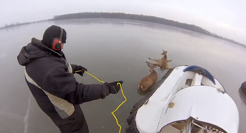 Incredible Video Shows How Two Stranded Deer Escaped an Iced Over Lake