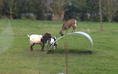 These Goats Are Having More Fun Than I’ve Had In Years. Wait Till You See It!