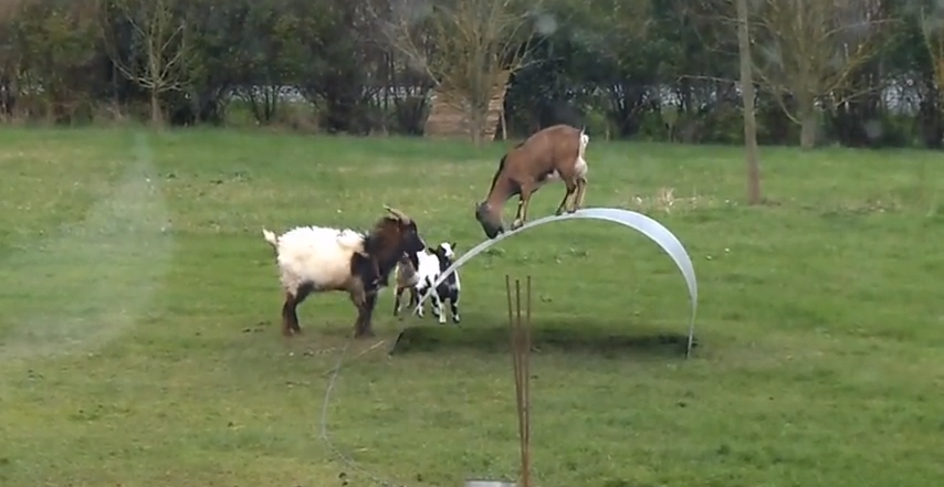 These Goats Are Having More Fun Than I’ve Had In Years. Wait Till You See It!