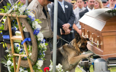 Incredible Photo: Figo the Dog Mourns His Lost Police Partner