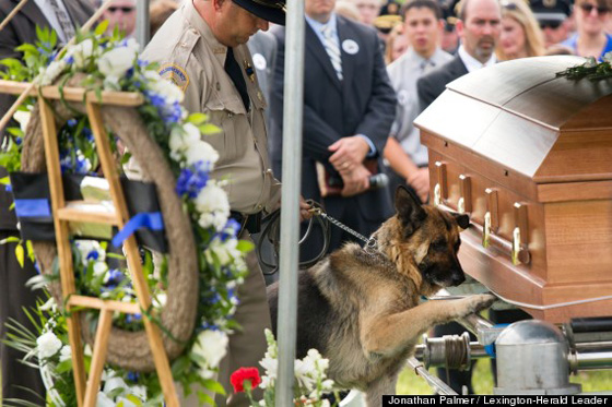 Incredible Photo: Figo the Dog Mourns His Lost Police Partner