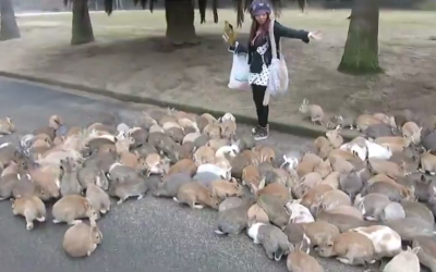 Thousands of Bunnies Surround a Girl in Japan – Think She Can Escape?