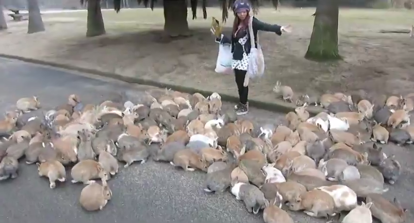 Thousands of Bunnies Surround a Girl in Japan – Think She Can Escape?