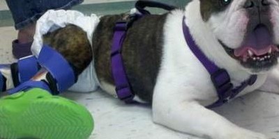 Watching This Paralyzed Dog Take His First Steps Is Incredible. He Even Makes Crocs Look Good!