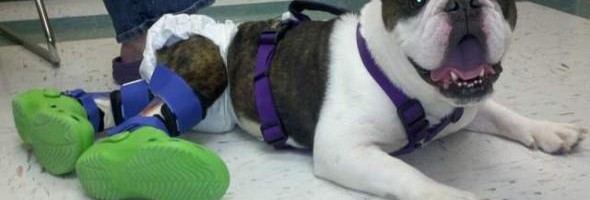 Watching This Paralyzed Dog Take His First Steps Is Incredible. He Even Makes Crocs Look Good!