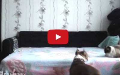 This Dog Waits For Everyone to Leave, and a Hidden Camera Captures What He Does Next
