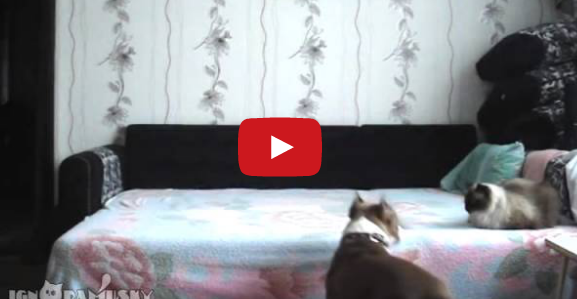 This Dog Waits For Everyone to Leave, and a Hidden Camera Captures What He Does Next