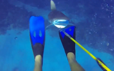 Diver Captures A Shark Attack As It Happens – and Lives To Tell the Tale