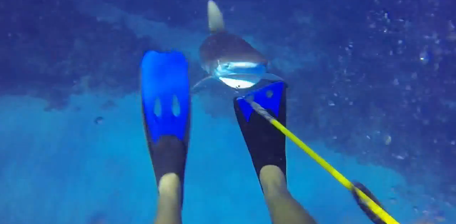 Diver Captures A Shark Attack As It Happens – and Lives To Tell the Tale