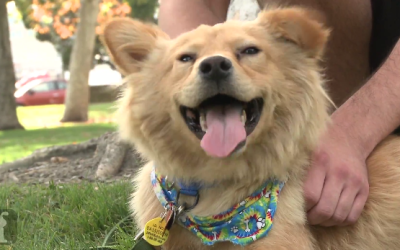 This Dog Version of “Happy” Will Put a Smile on Your Face