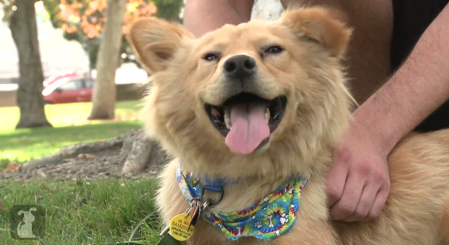 This Dog Version of “Happy” Will Put a Smile on Your Face