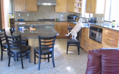This Beagle Will Move Heaven and Earth For Chicken Nuggets After Her Owner Leaves