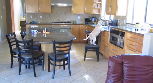 This Beagle Will Move Heaven and Earth For Chicken Nuggets After Her Owner Leaves