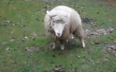 This Is What Happens When A Sheep Becomes Best Friends With A Dog