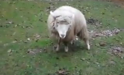 This Is What Happens When A Sheep Becomes Best Friends With A Dog