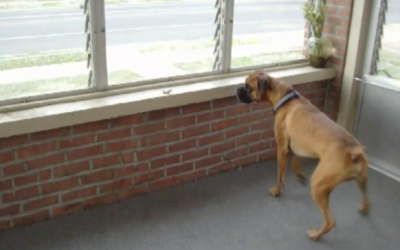You Won’t Believe What This Huge Dog Is So Afraid Of