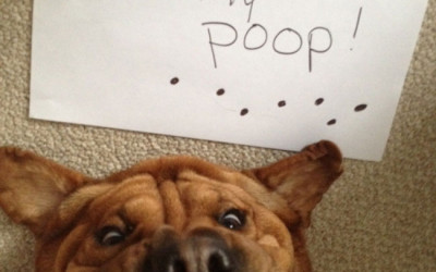 If What These 29 Dogs Did Doesn’t Make You Laugh, Check Your Pulse (Don’t Miss #19!)