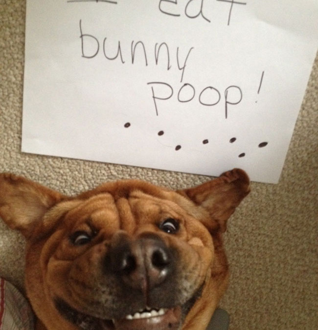 If What These 29 Dogs Did Doesn’t Make You Laugh, Check Your Pulse (Don’t Miss #19!)