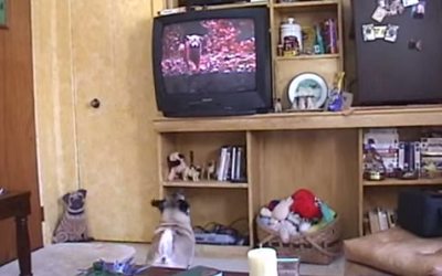 This Pug’s Emotional Reaction the End of “Homeward Bound” Is Why Dogs Rock