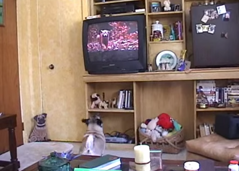 This Pug’s Emotional Reaction the End of “Homeward Bound” Is Why Dogs Rock