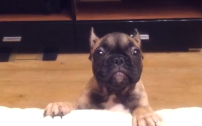 You Won’t Believe What This Adorable Dog Does To Get What She Wants