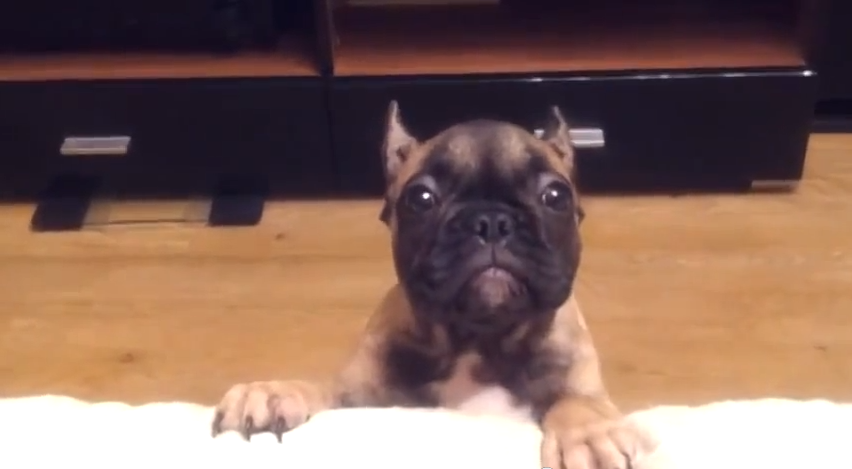 You Won’t Believe What This Adorable Dog Does To Get What She Wants