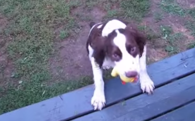 This Blind Dog Playing Fetch Will Absolutely Make Your Day