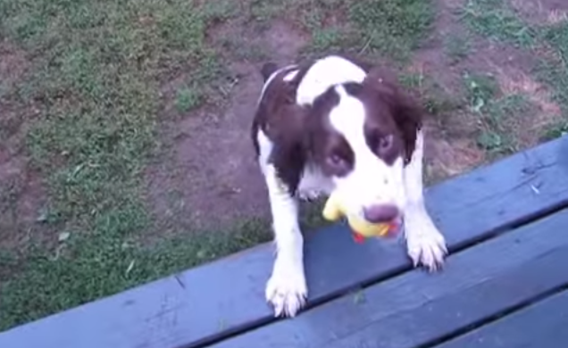 This Blind Dog Playing Fetch Will Absolutely Make Your Day