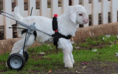 Watch A Baby Snow Goat Take His First Steps In His Itty Bitty Wheelchair