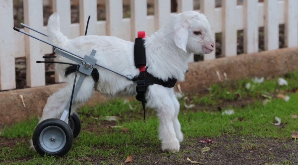 Watch A Baby Snow Goat Take His First Steps In His Itty Bitty Wheelchair