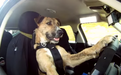 This Dog Learned How to Drive. Not Kidding. REPEAT: Dogs Can Drive Now