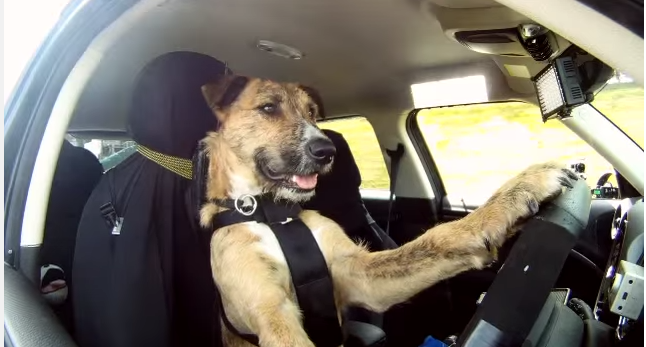This Dog Learned How to Drive. Not Kidding. REPEAT: Dogs Can Drive Now