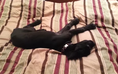This Puppy’s Reaction To Getting Up Too Early Is Basically Me Every Morning