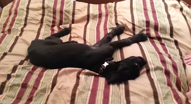 This Puppy’s Reaction To Getting Up Too Early Is Basically Me Every Morning