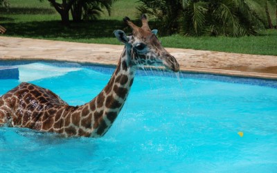 It Was Hot Out, and This Giraffe Decided To Take a Dip – Photos Are Adorable!