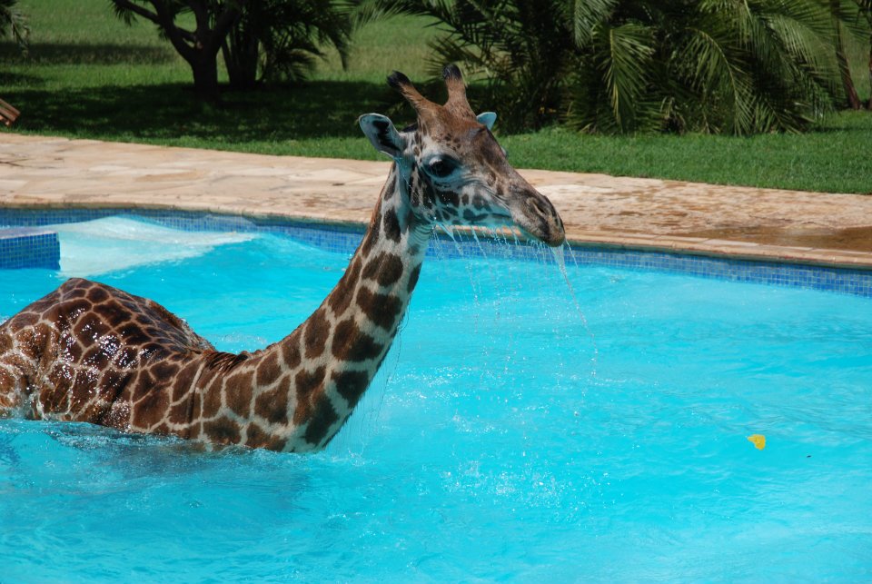 It Was Hot Out, and This Giraffe Decided To Take a Dip – Photos Are Adorable!