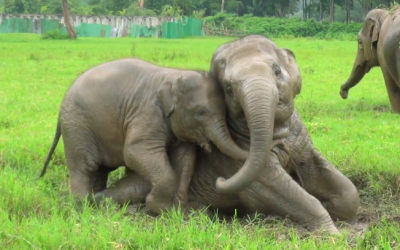 I’ve Never Seen Elephants This Happy!